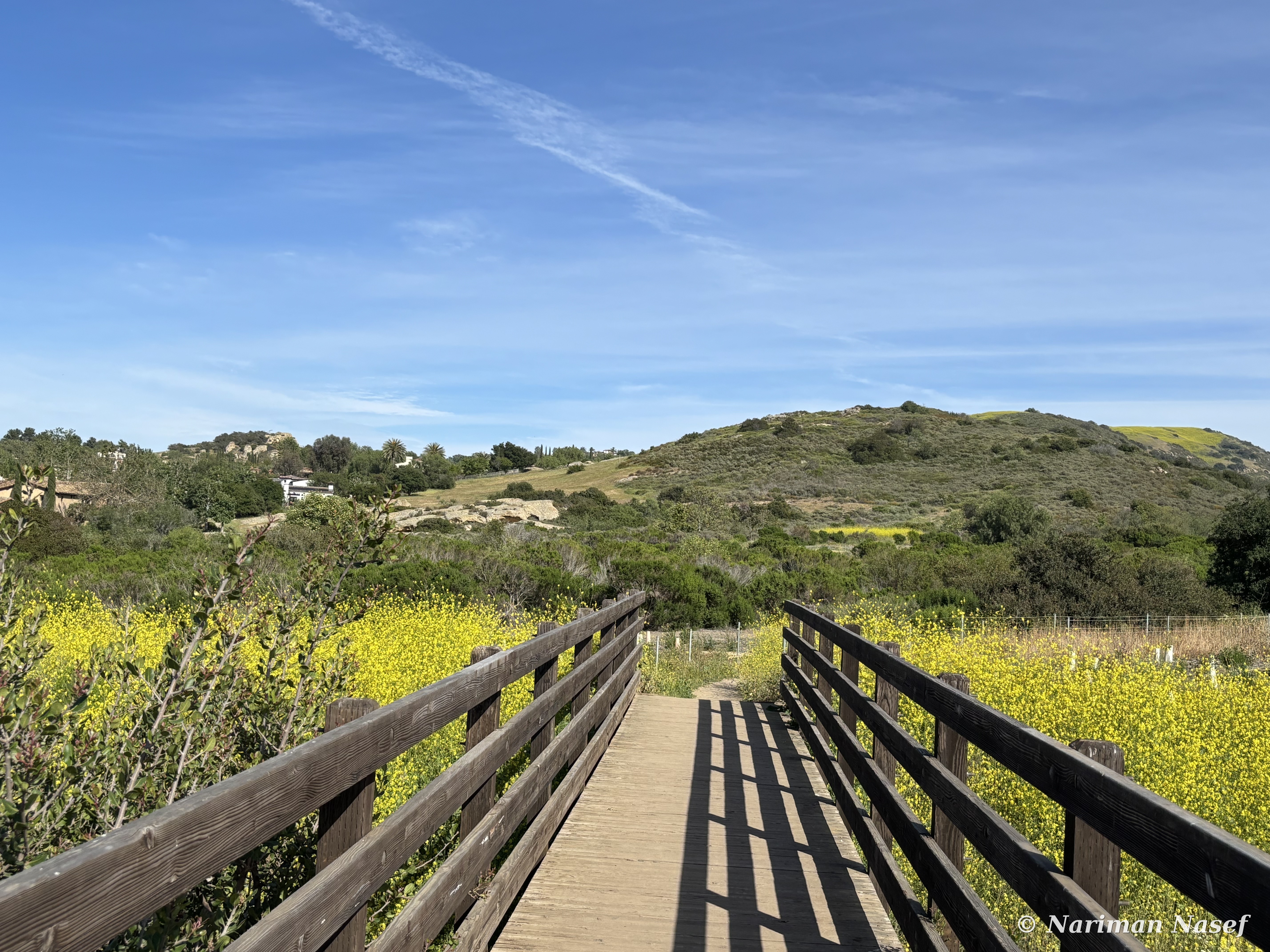 Wooden footbridge through mustard fields