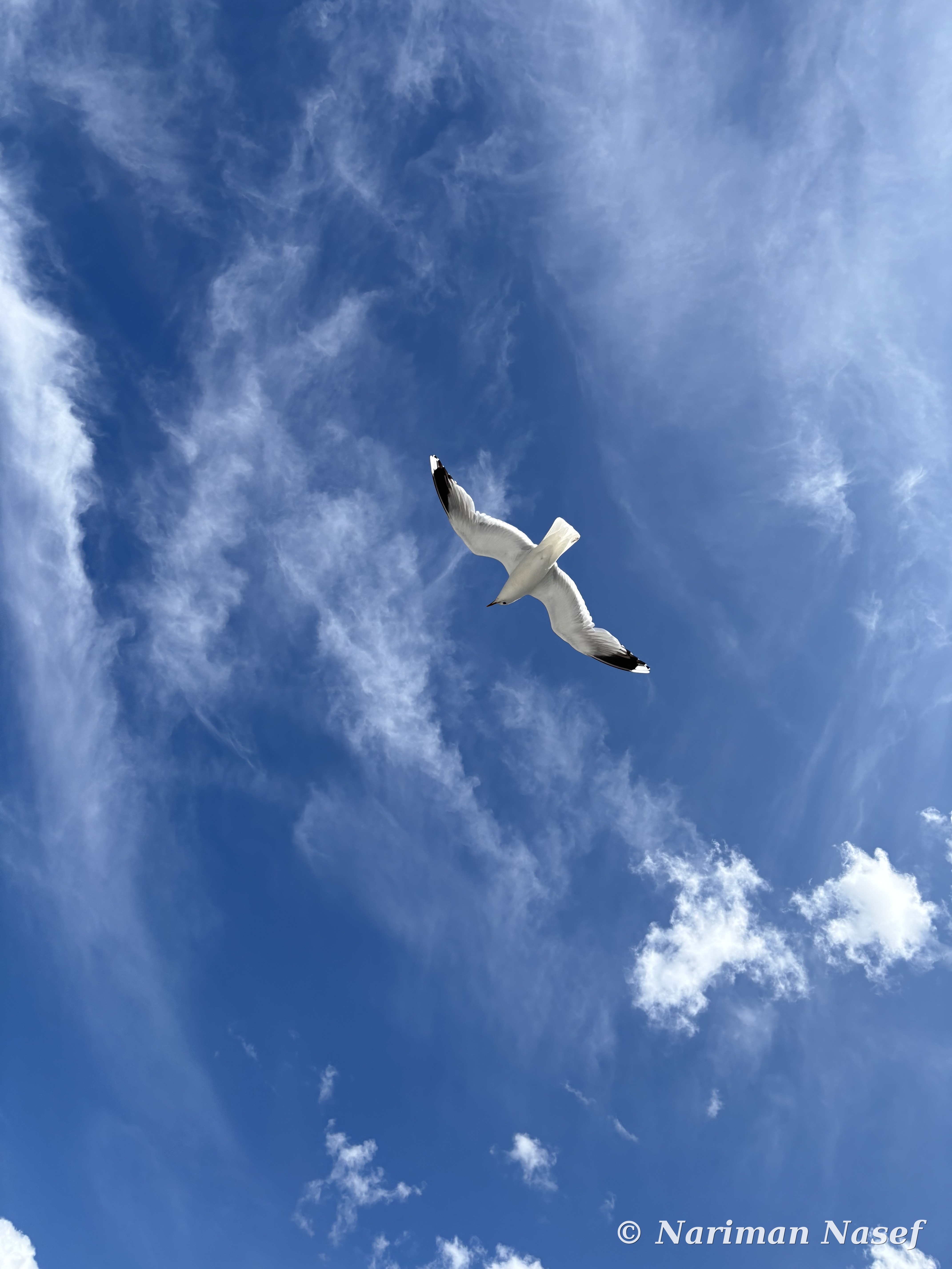 A seagull mid-flight against cirrus clouds