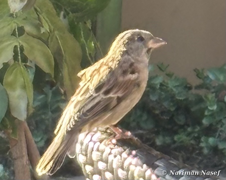 A sparrow perched in golden afternoon light